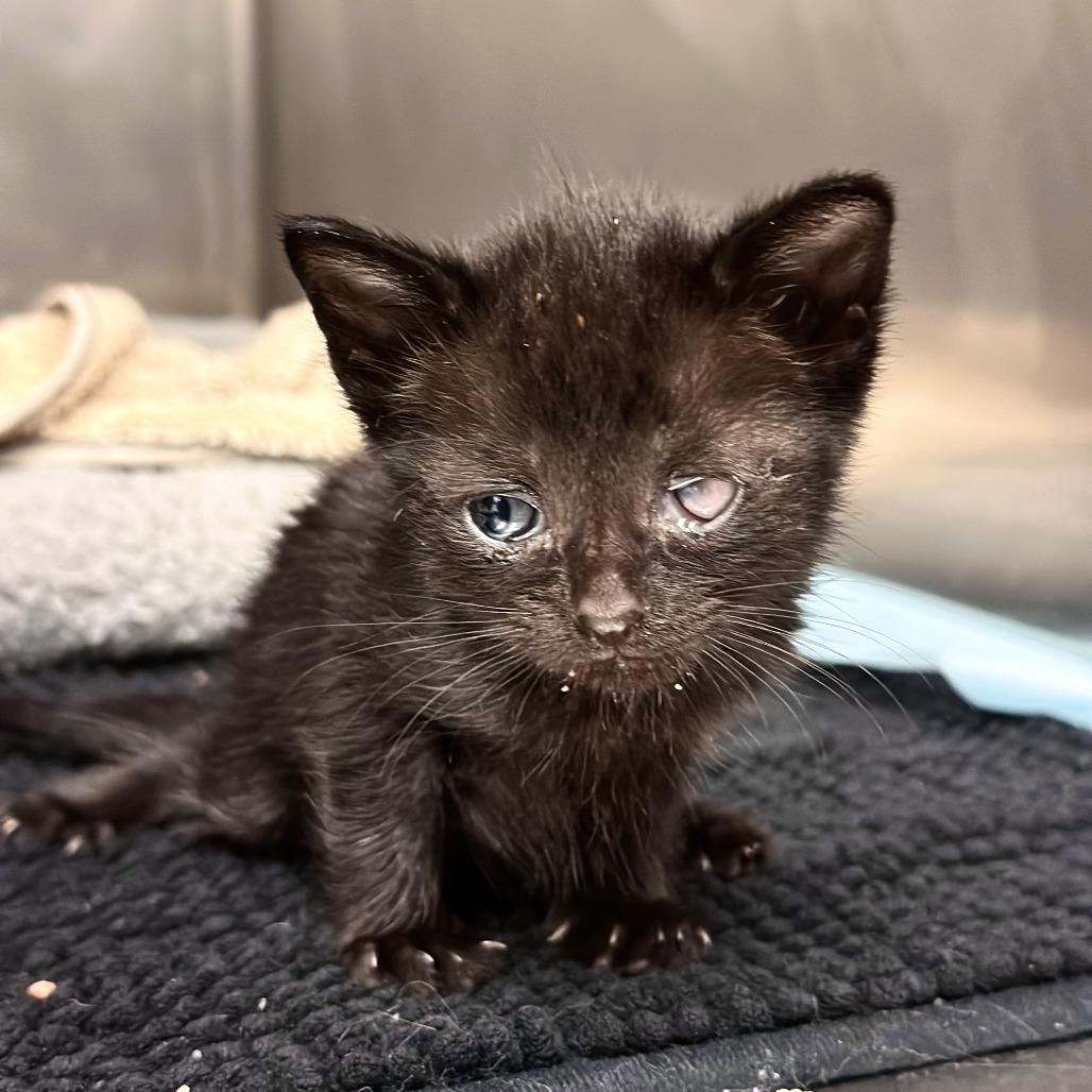 Enlarge Skip, a Adoptable Domestic Short Hair in Redwood City, CA image 2/6