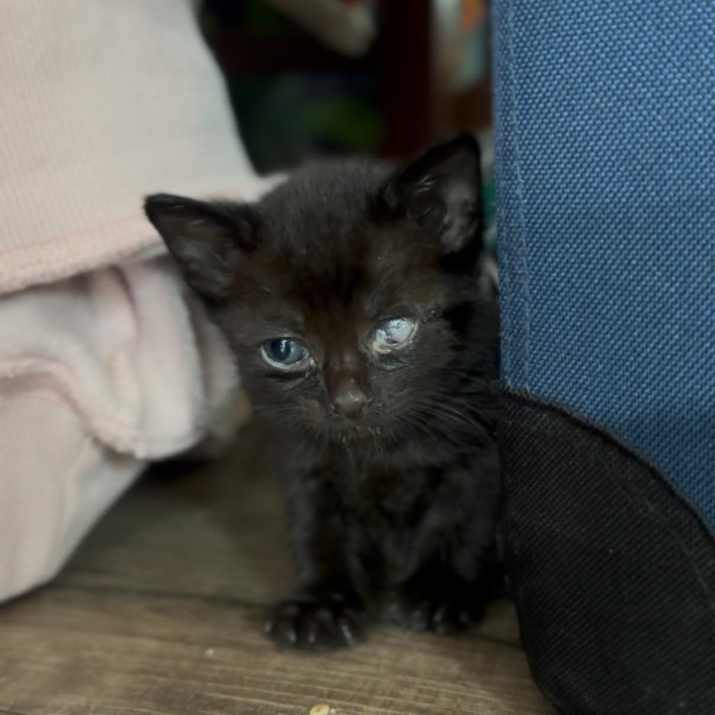 Enlarge Skip, a Adoptable Domestic Short Hair in Redwood City, CA image 4/6