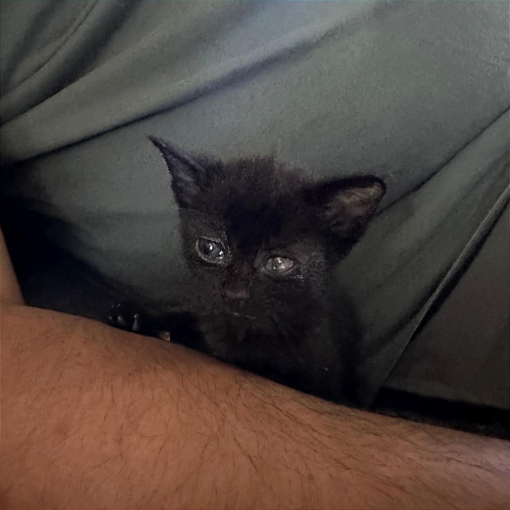 Enlarge Skip, a Adoptable Domestic Short Hair in Redwood City, CA image 5/6
