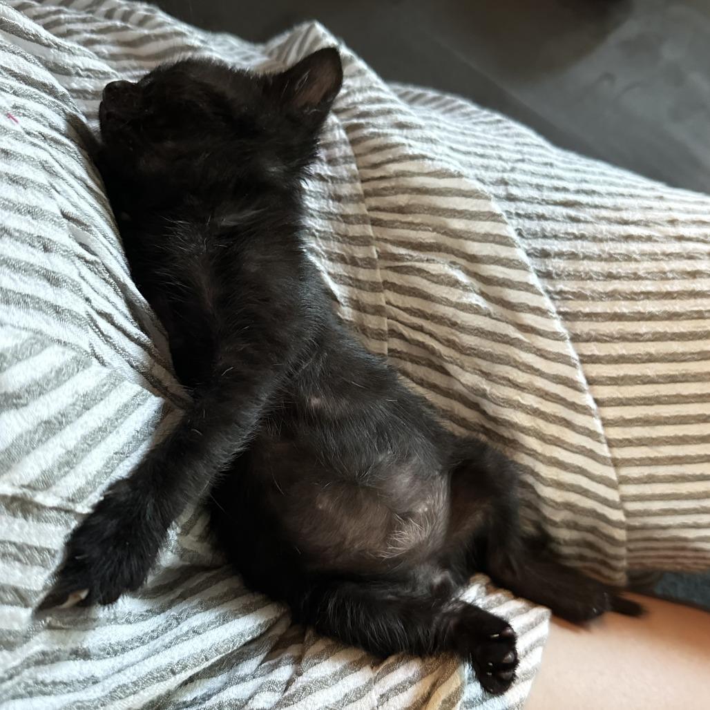 Enlarge Skip, a Adoptable Domestic Short Hair in Redwood City, CA image 6/6