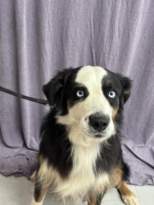 Led, Adoptable, Adult Male Australian Shepherd.