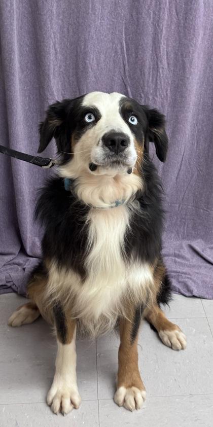 Enlarge Led, a Adoptable mixed breed in McCook, NE image 2/6