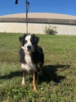 Enlarge Led, a Adoptable mixed breed in McCook, NE image 4/6