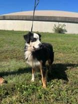 Enlarge Led, a Adoptable mixed breed in McCook, NE image 6/6