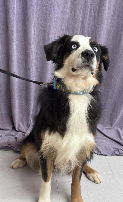 Enlarge Led, a Adoptable mixed breed in McCook, NE image 3/6