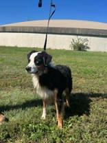 Enlarge Led, a Adoptable mixed breed in McCook, NE image 5/6