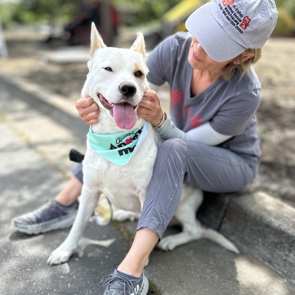 Enlarge Matilda, a ADOPTABLE mixed breed in Dublin, CA image 5/6