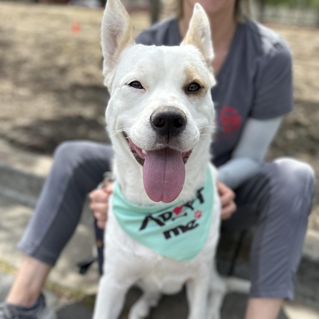 Enlarge Matilda, a ADOPTABLE mixed breed in Dublin, CA image 4/6