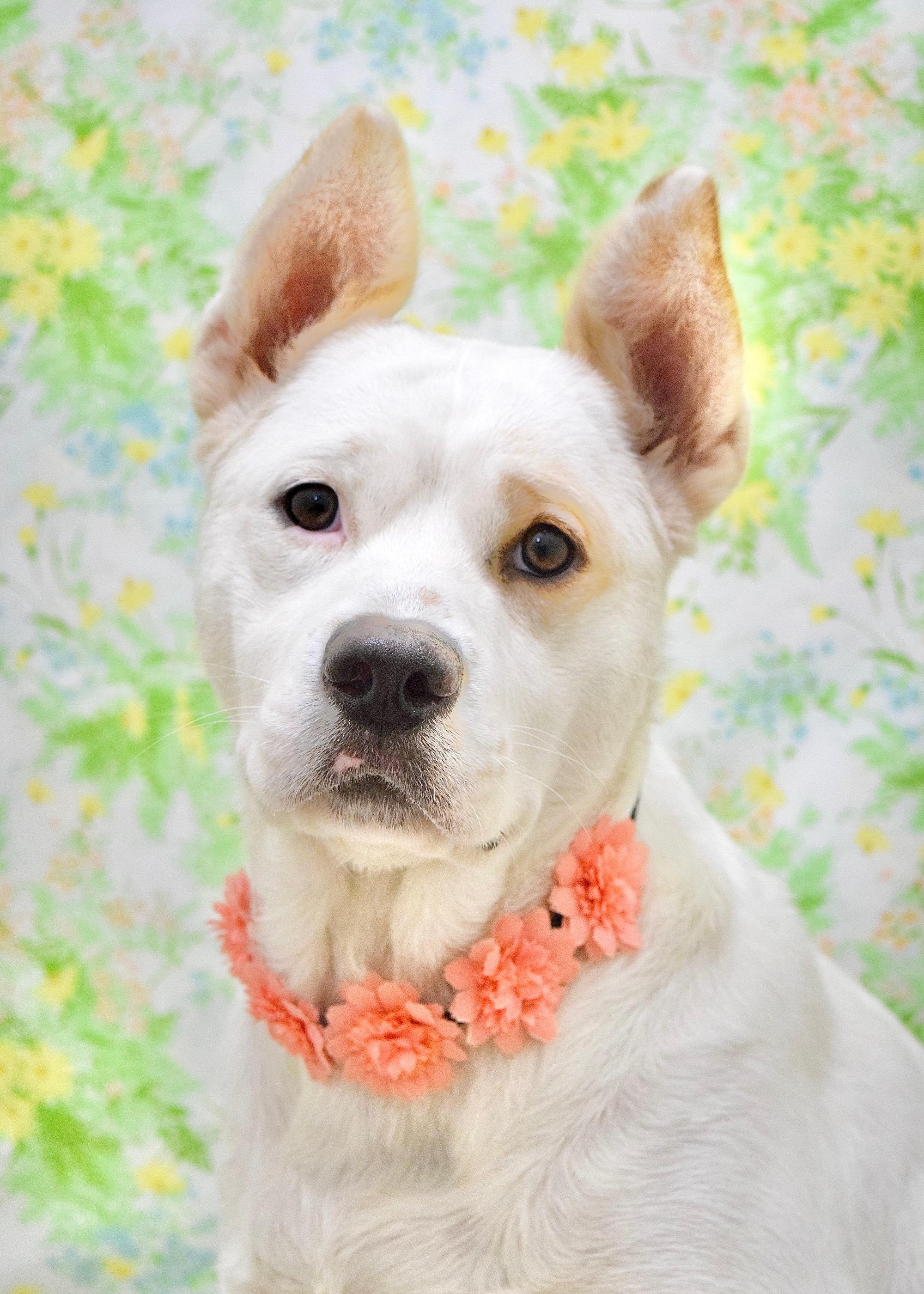 Enlarge Matilda, a ADOPTABLE mixed breed in Dublin, CA image 1/6