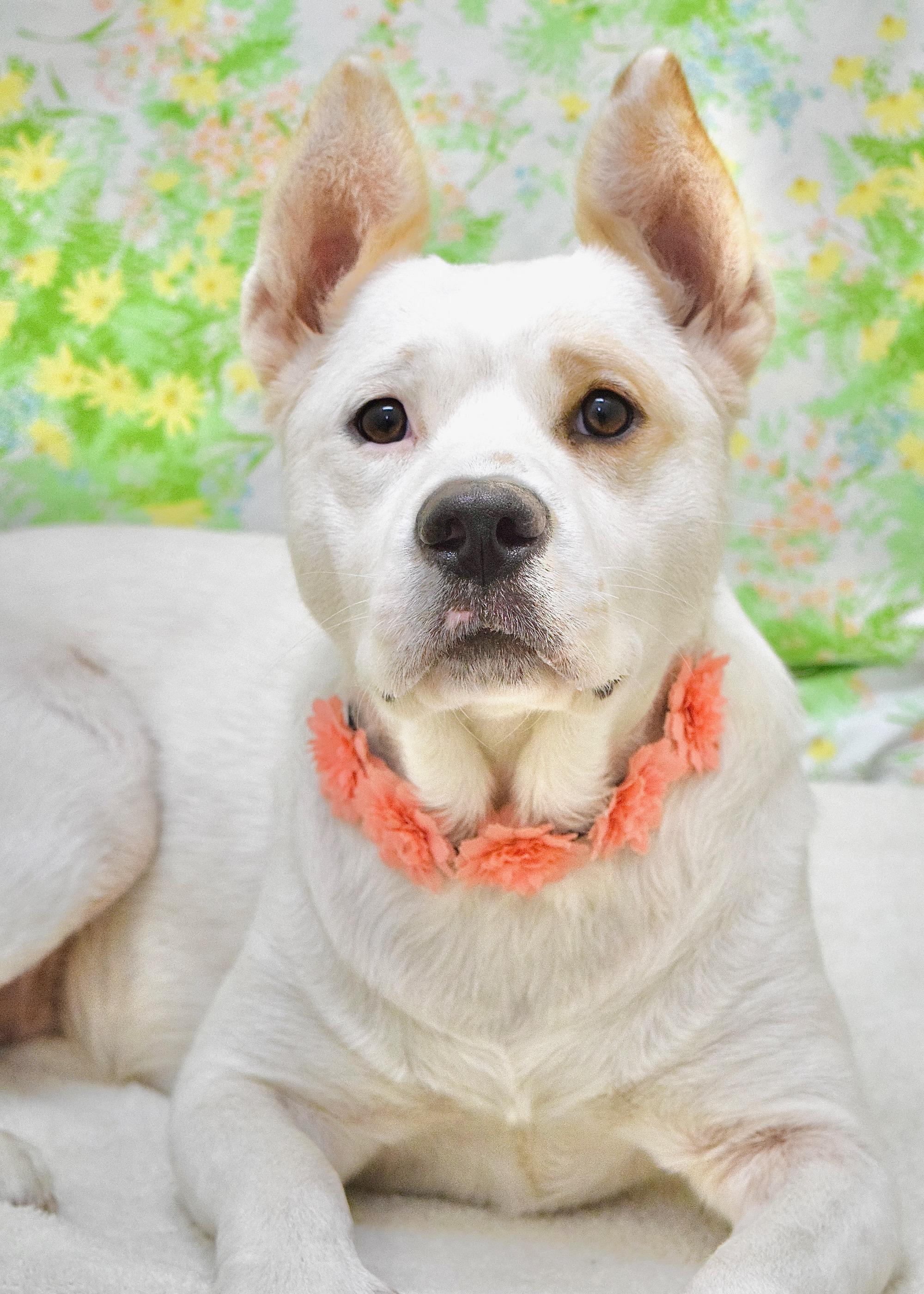 Enlarge Matilda, a ADOPTABLE mixed breed in Dublin, CA image 2/6