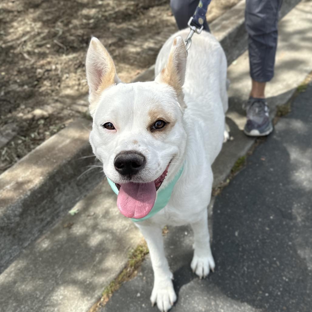 Enlarge Matilda, a ADOPTABLE mixed breed in Dublin, CA image 6/6
