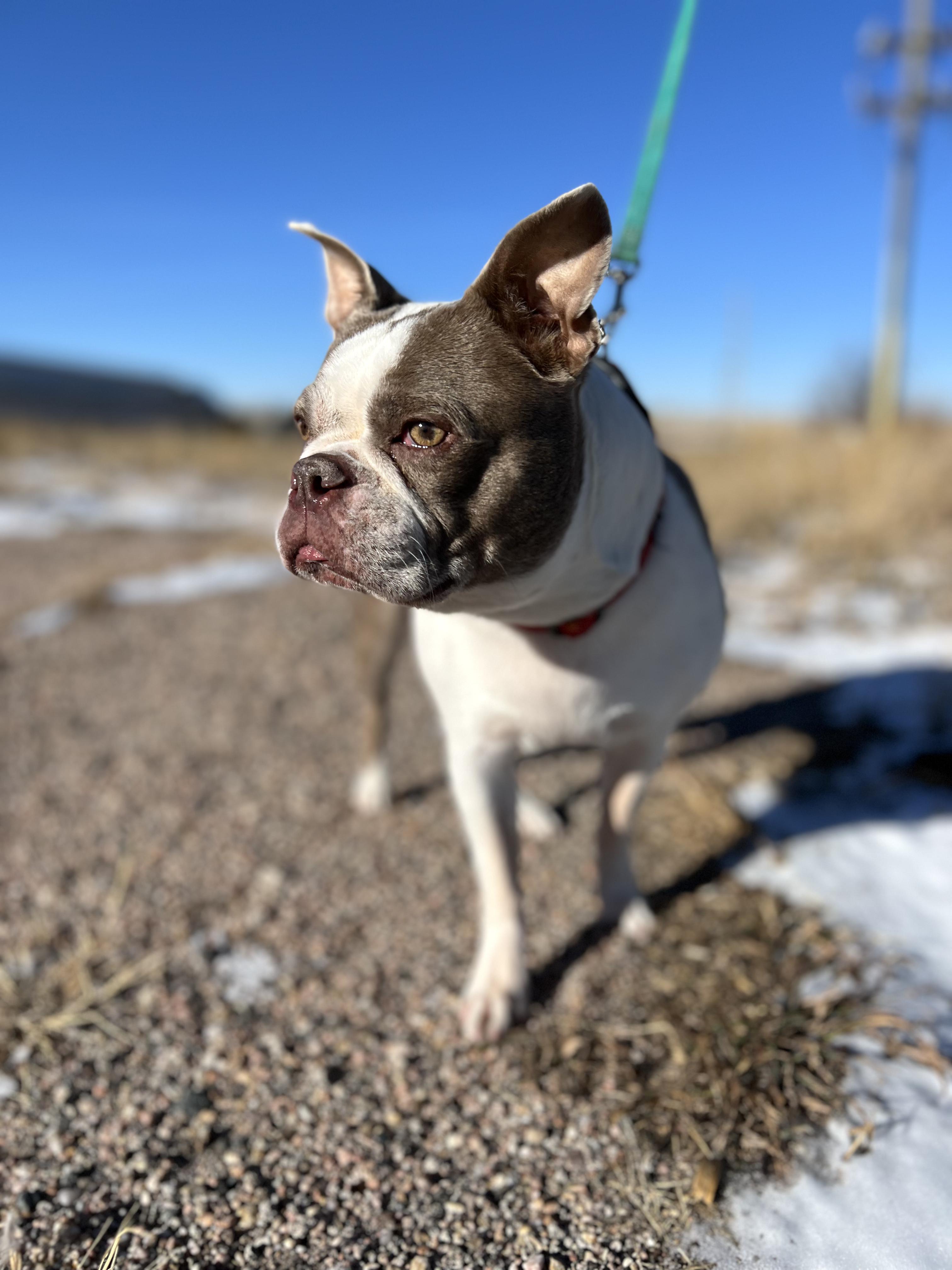 Emma in CO, a Adoptable Boston Terrier in Littleton, CO image 1/6