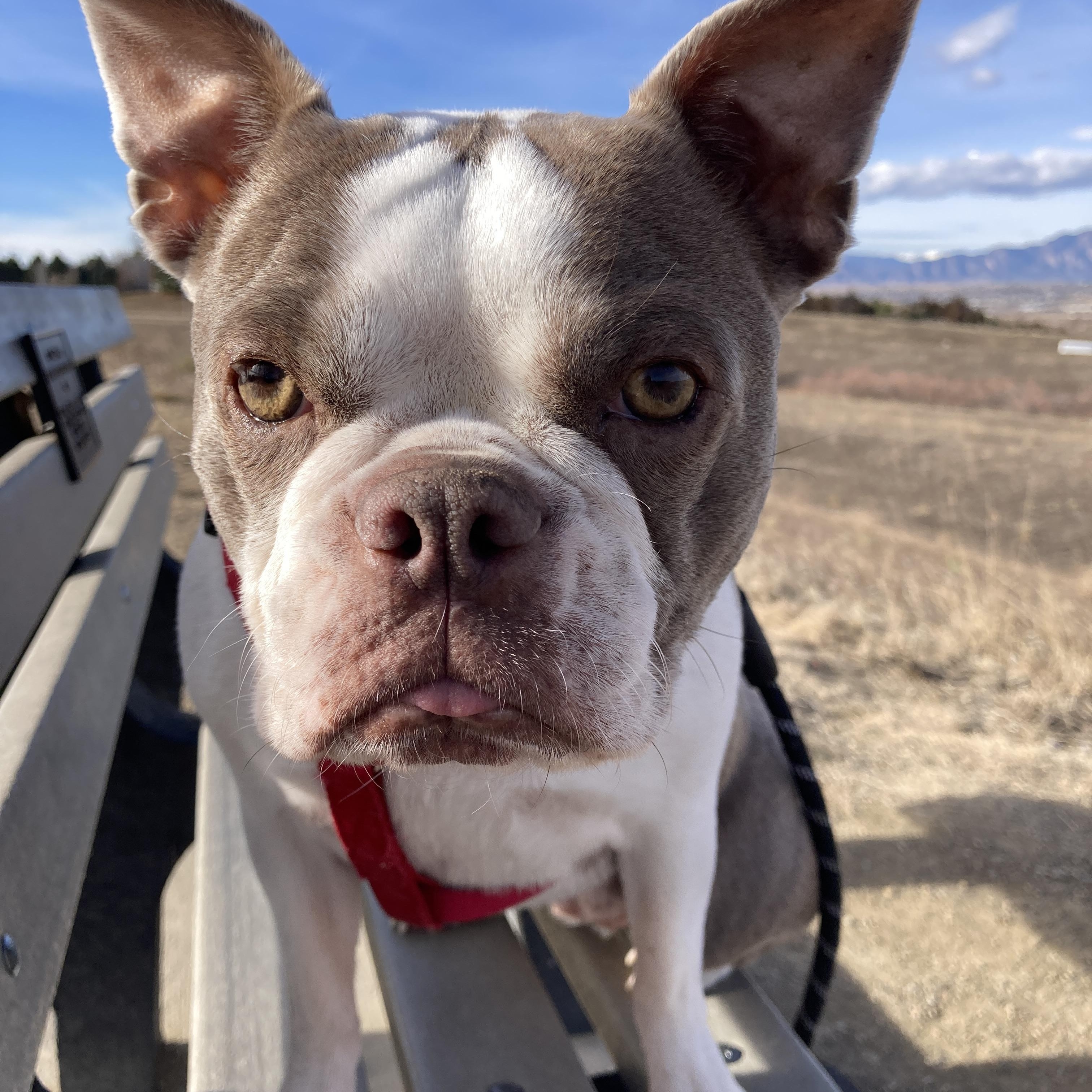 Emma in CO, Adoptable, Adult Female Boston Terrier.