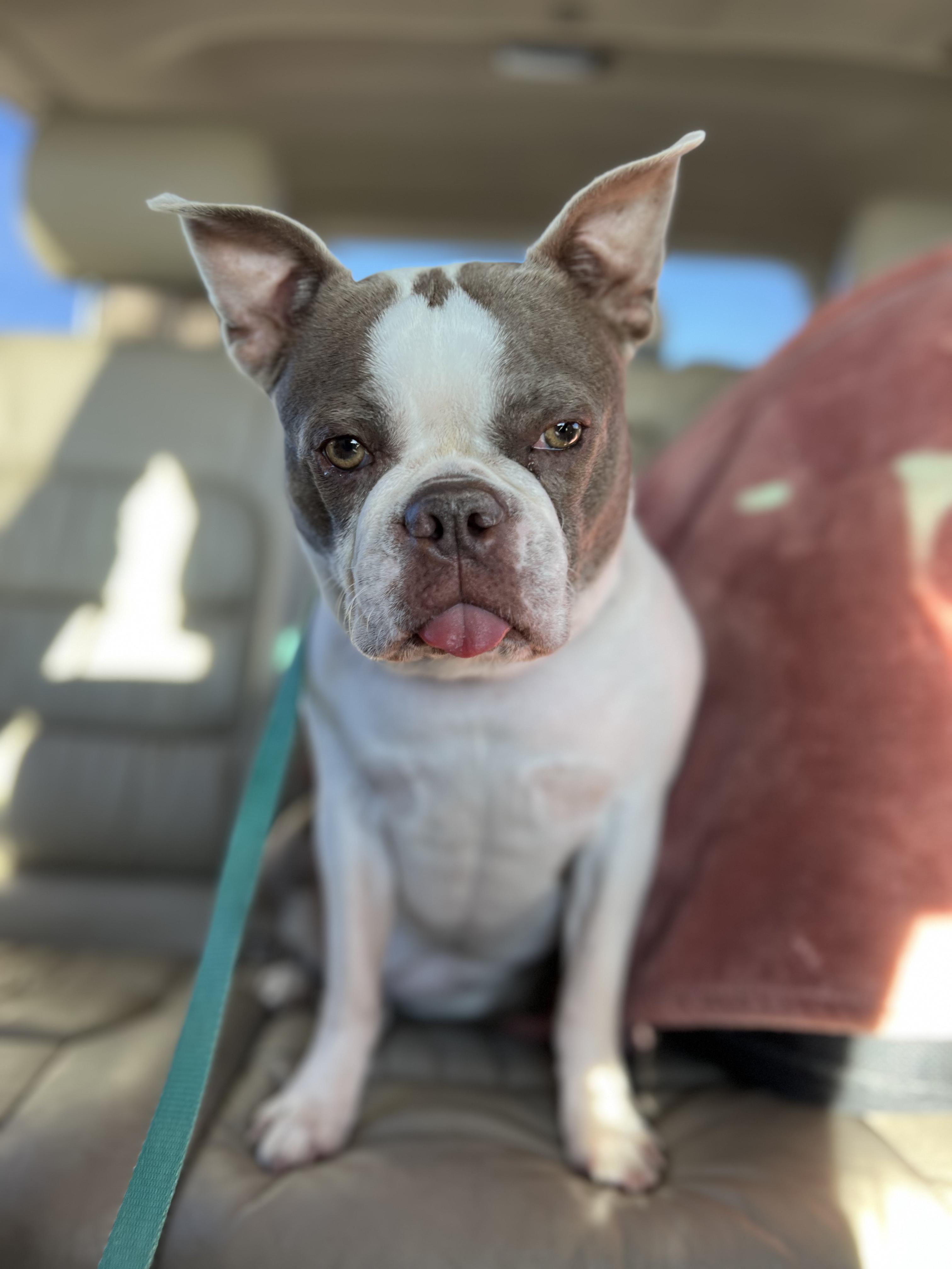 Emma in CO, a Adoptable Boston Terrier in Littleton, CO image 2/6