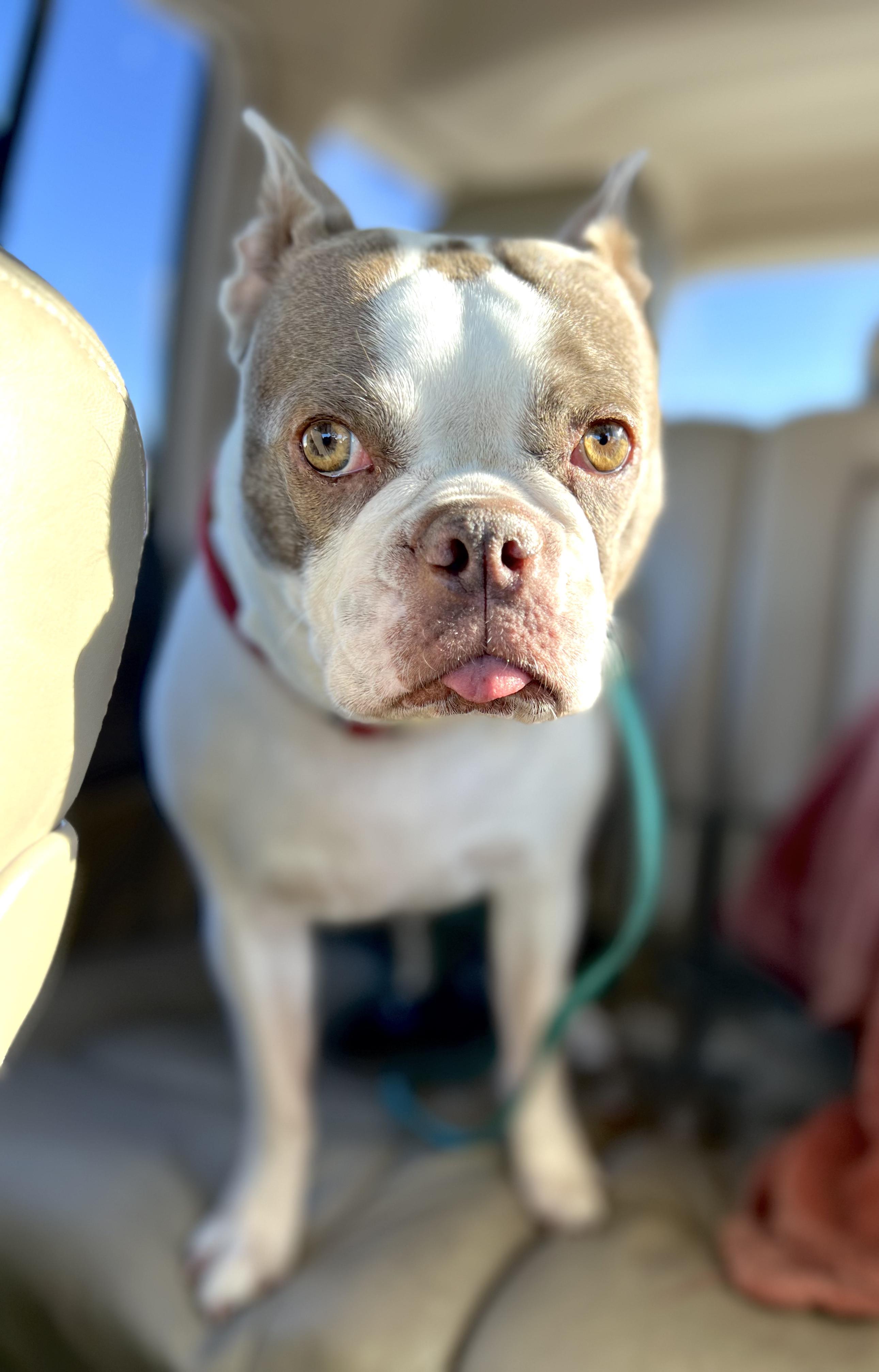 Emma in CO, a Adoptable Boston Terrier in Littleton, CO image 3/6