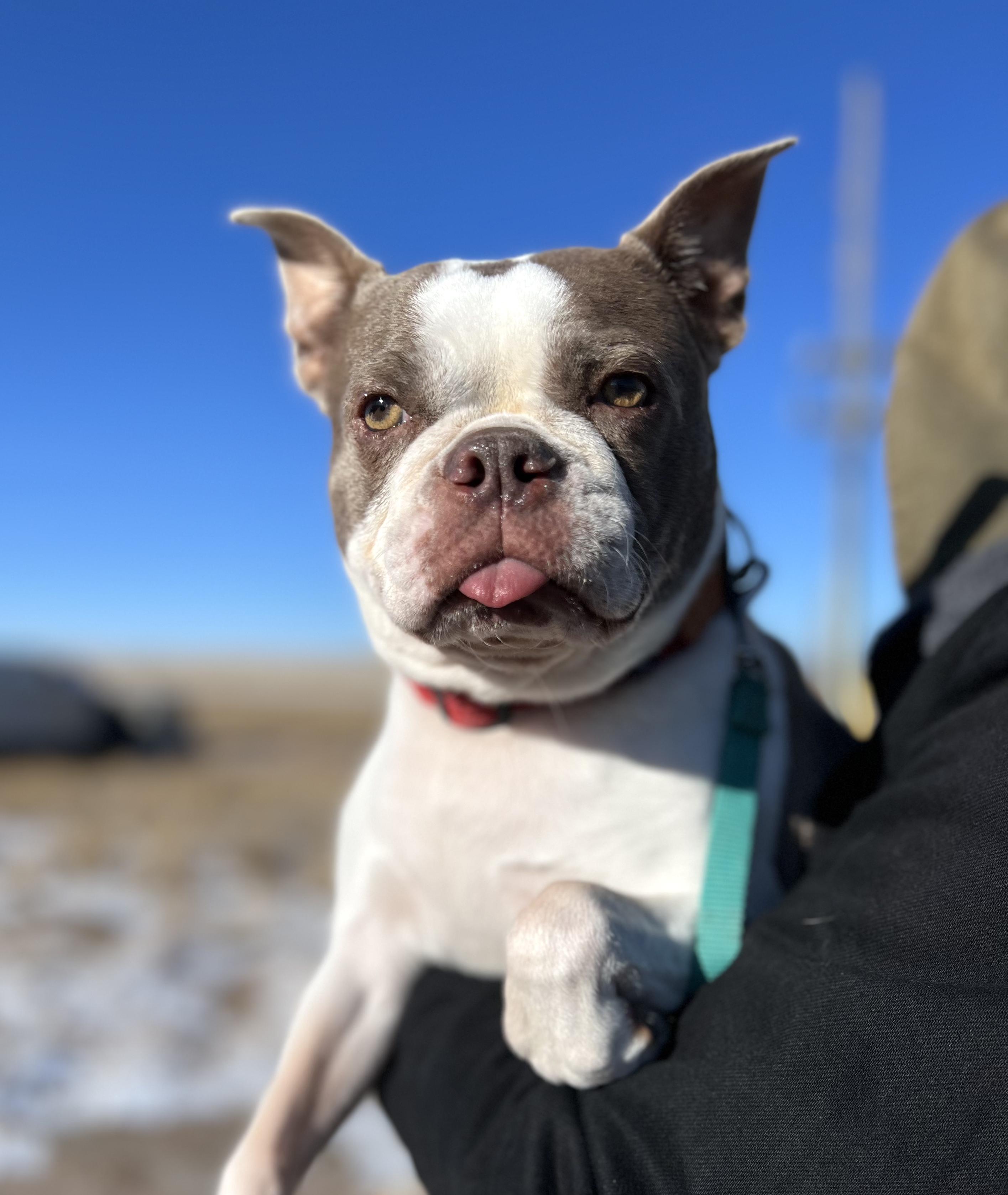 Emma in CO, a Adoptable Boston Terrier in Littleton, CO image 4/6