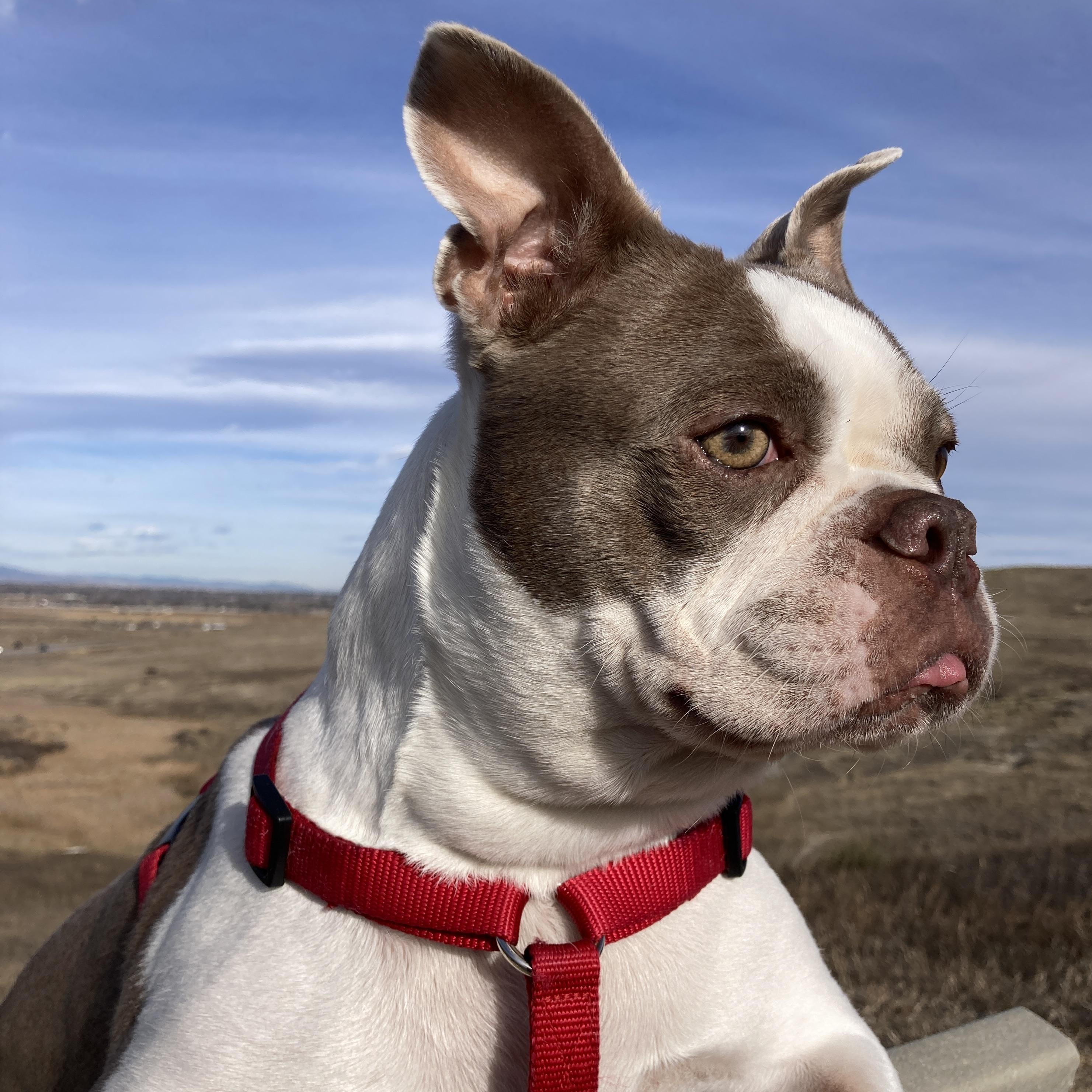 Enlarge Emma - Pending, a Adoptable Boston Terrier in Littleton, CO image 6/6