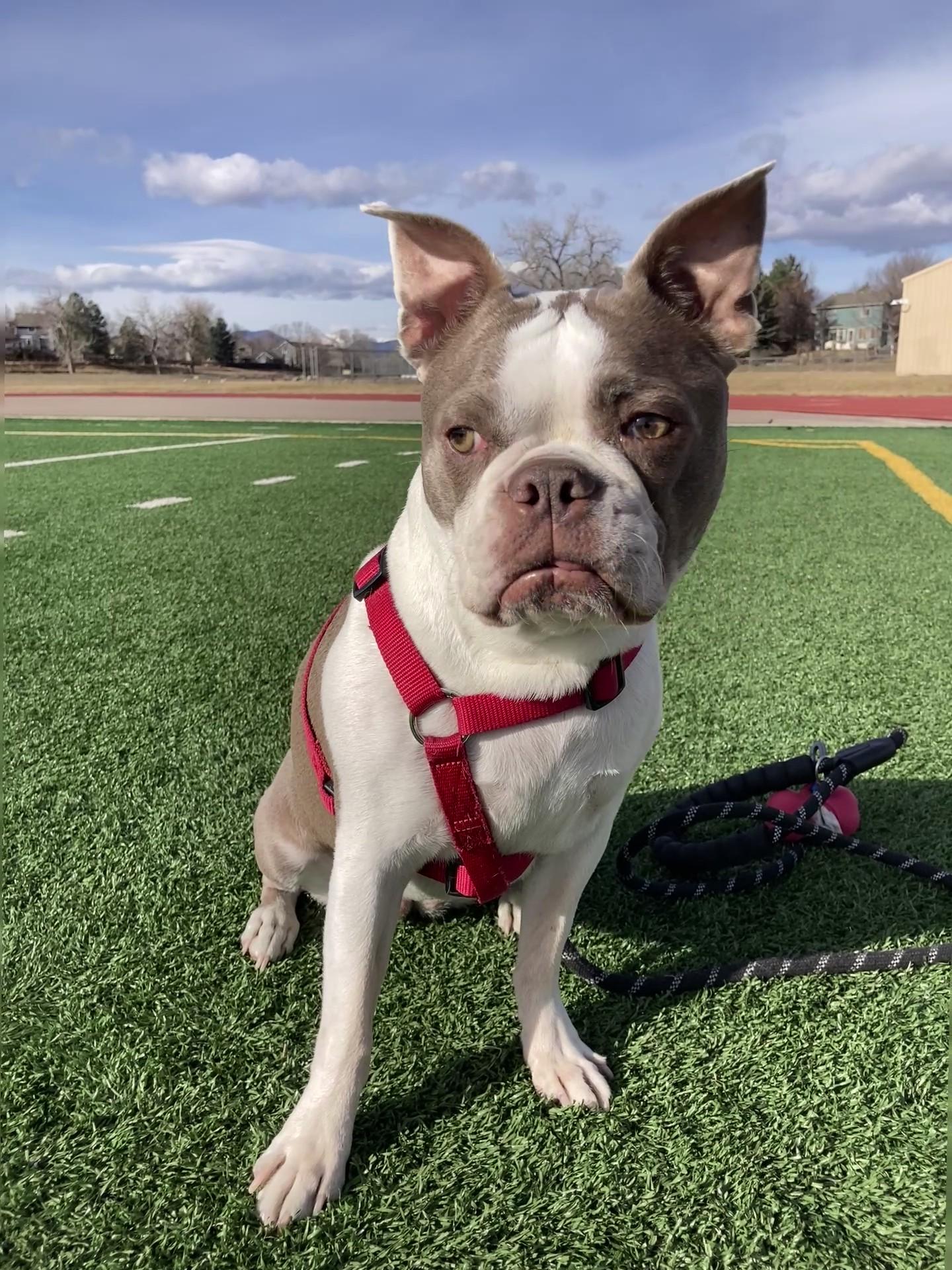Enlarge Emma - Pending, a Adoptable Boston Terrier in Littleton, CO image 5/6