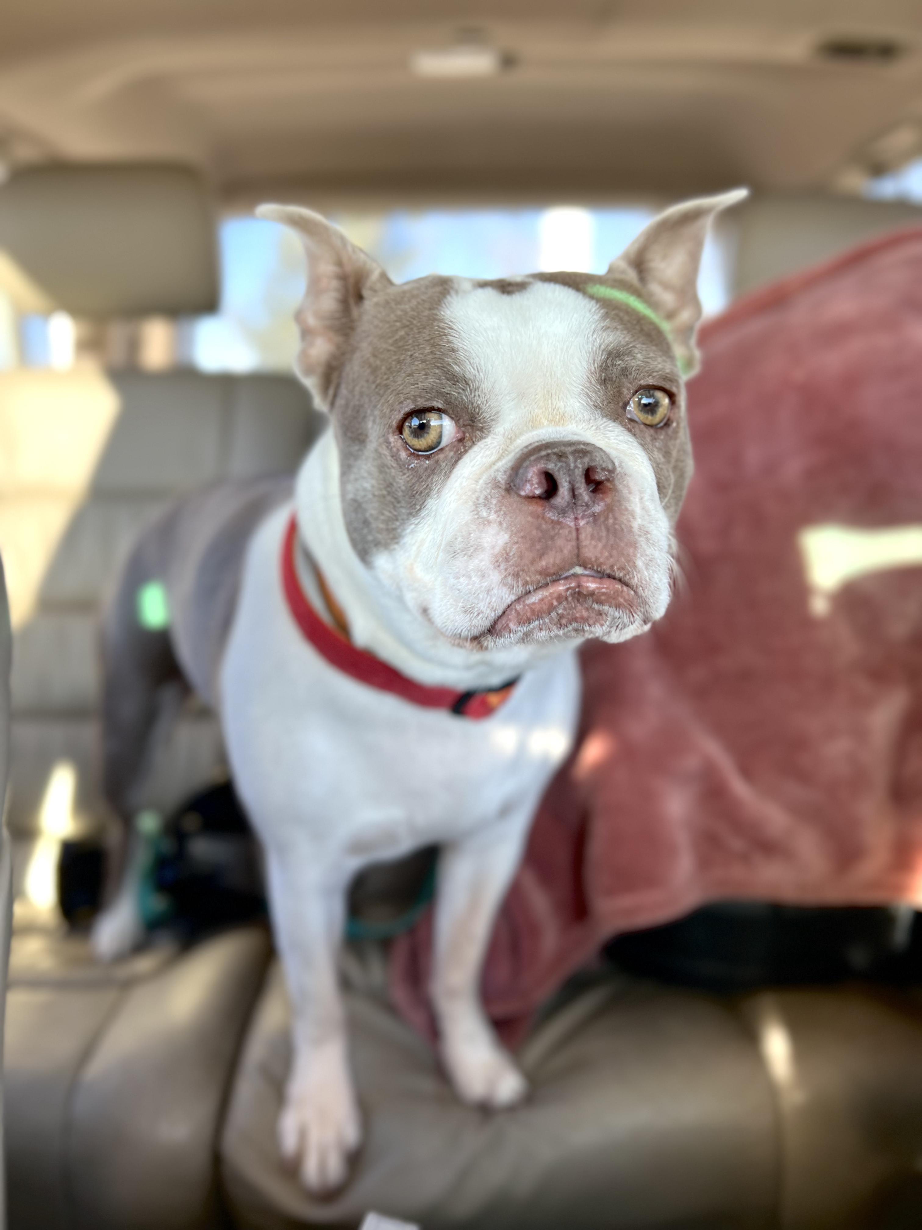 Emma in CO, a Adoptable Boston Terrier in Littleton, CO image 5/6