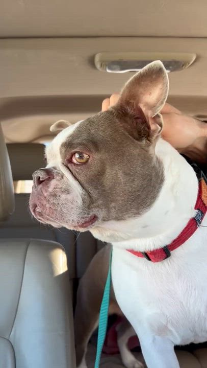 Enlarge Emma in CO, a Adoptable Boston Terrier in Littleton, CO video 6/6