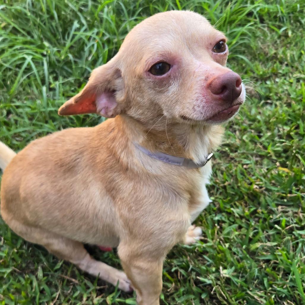 Enlarge Rhett D12652, a Adoptable mixed breed in Princeton, MN image 3/5