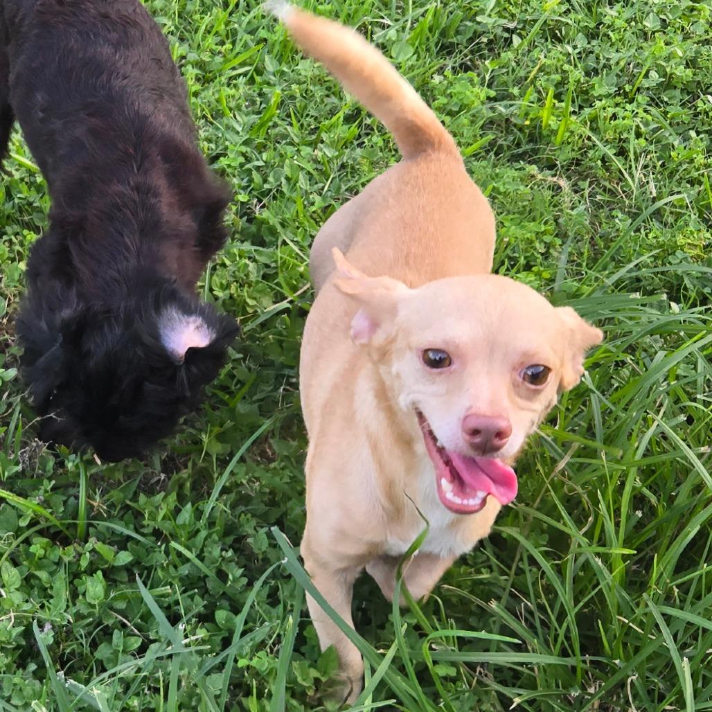 Rhett D12652, Adoptable, Adult Male Chihuahua & Jack Russell Terrier.
