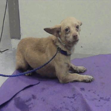 Enlarge Rhett D12652, a Adoptable mixed breed in Princeton, MN image 4/5