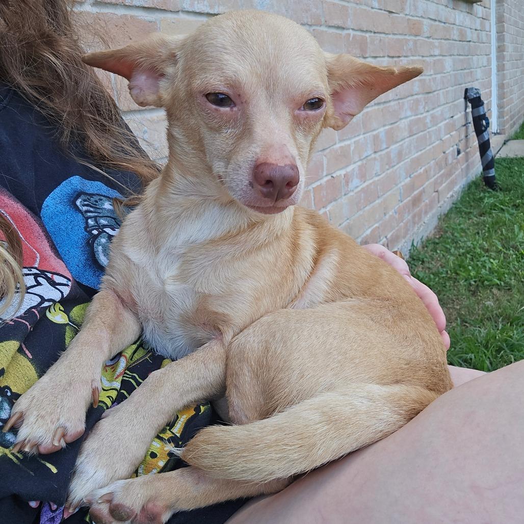 Enlarge Rhett D12652, a Adoptable mixed breed in Princeton, MN image 5/5