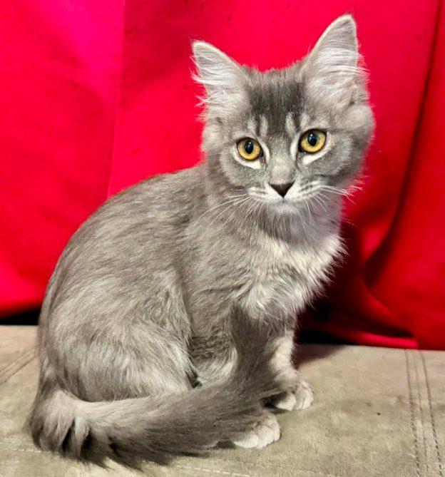 Stormy and Ash, Adoptable, Kitten Female Domestic Short Hair.