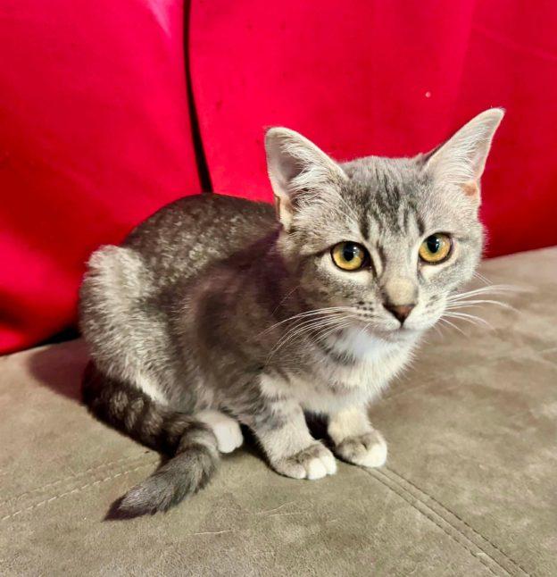Enlarge Stormy and Ash, a Adoptable Domestic Short Hair in Wasilla, AK image 2/2