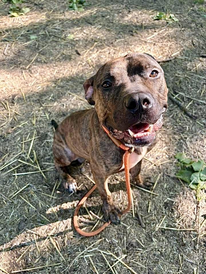Dionysus, a ADOPTABLE Pit Bull Terrier in Chicago, IL image 2/5