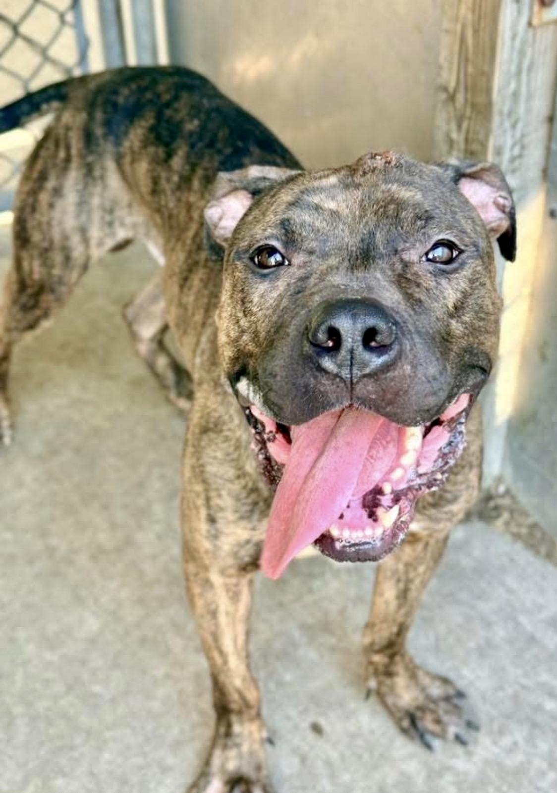 Dionysus, a ADOPTABLE Pit Bull Terrier in Chicago, IL image 3/5