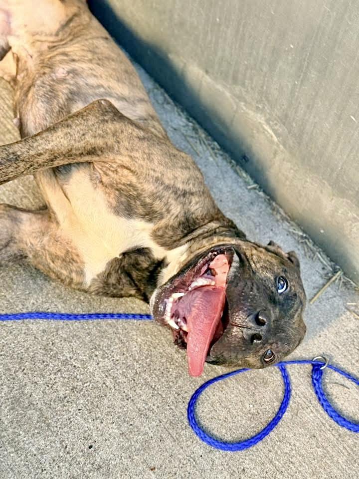 Dionysus, a ADOPTABLE Pit Bull Terrier in Chicago, IL image 4/5