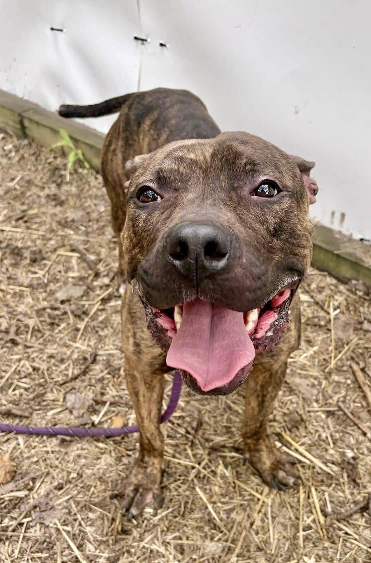 Dionysus, ADOPTABLE, Adult Male Pit Bull Terrier.