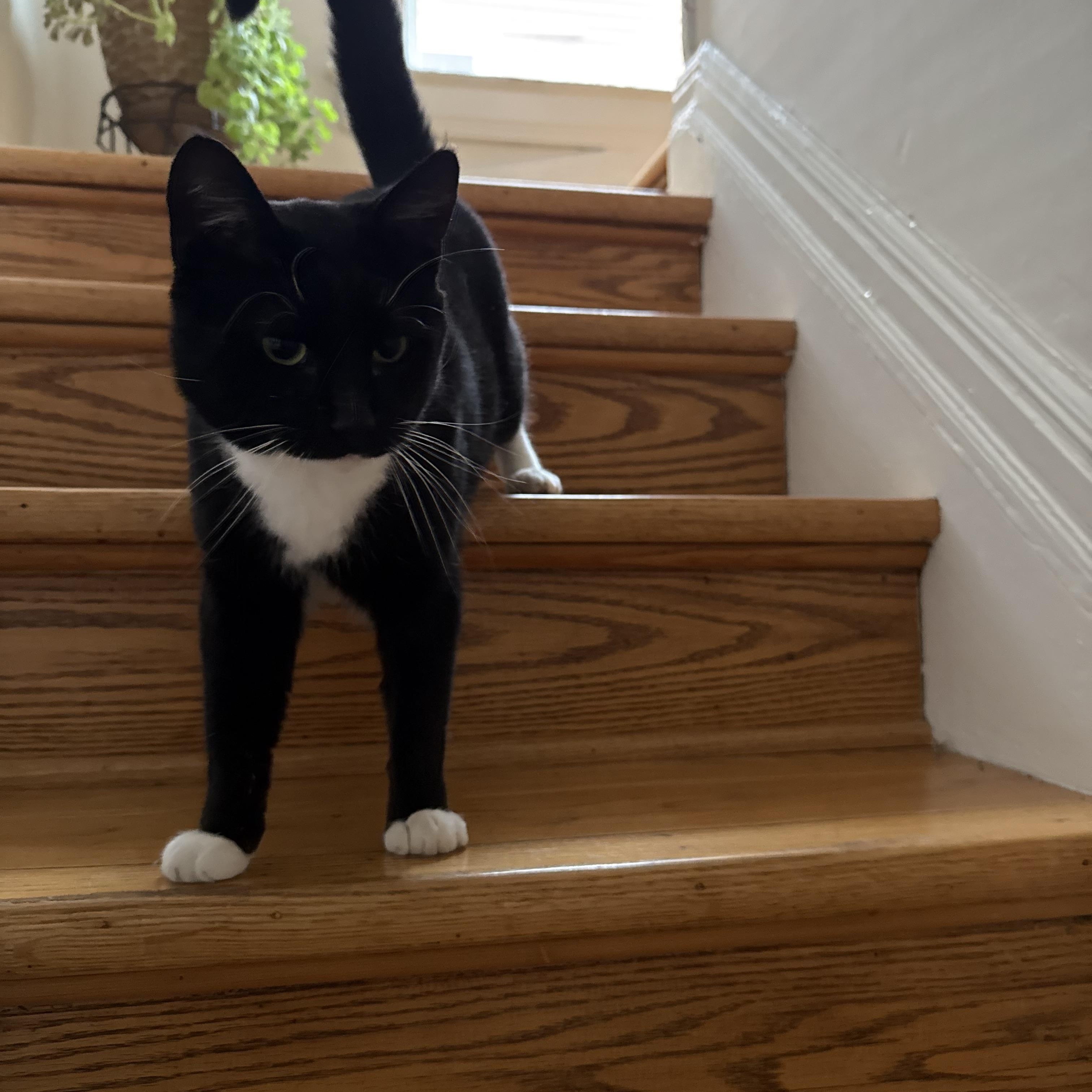 Enlarge Clifford, an adoptable Domestic Short Hair in Rochester, NY image 6/6