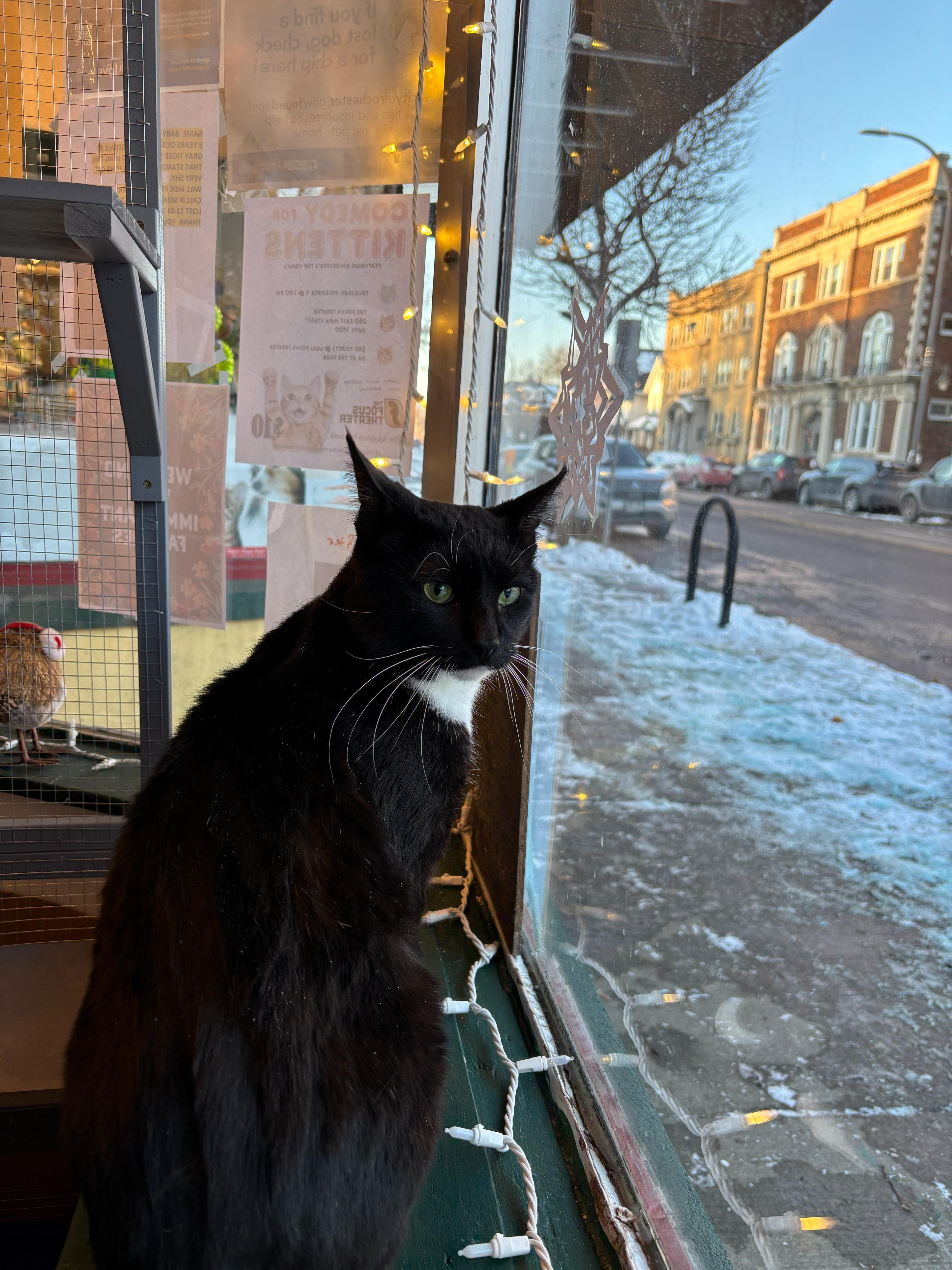 Enlarge Clifford, an adoptable Domestic Short Hair in Rochester, NY image 2/6