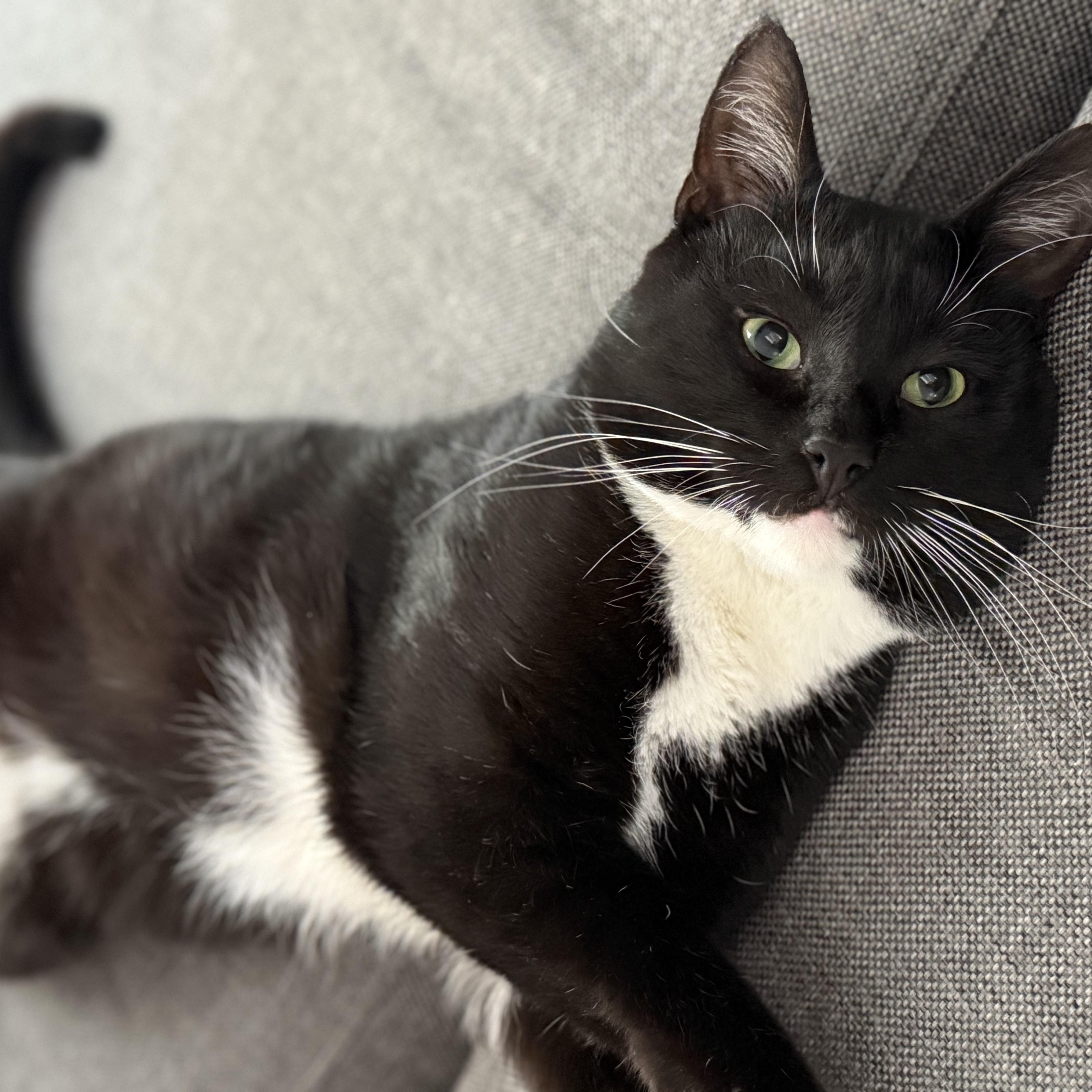 Clifford, adoptable, Adult Male Domestic Short Hair.