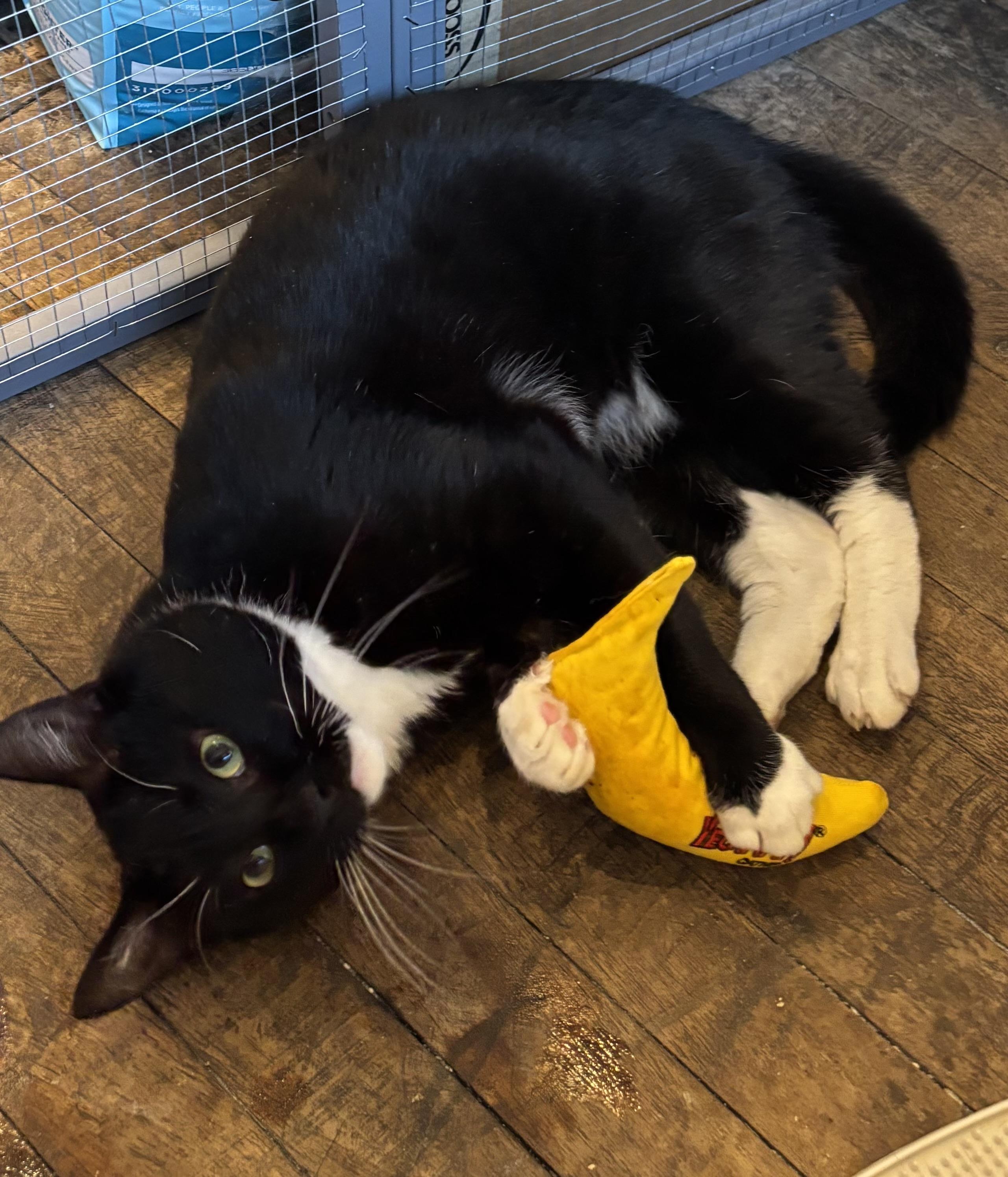Enlarge Clifford, an adoptable Domestic Short Hair in Rochester, NY image 3/6