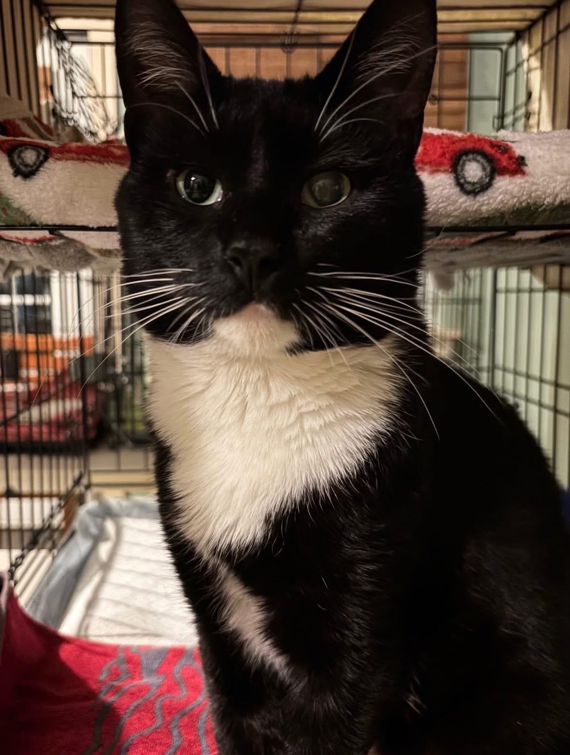 Enlarge Clifford, an adoptable Domestic Short Hair in Rochester, NY image 4/6