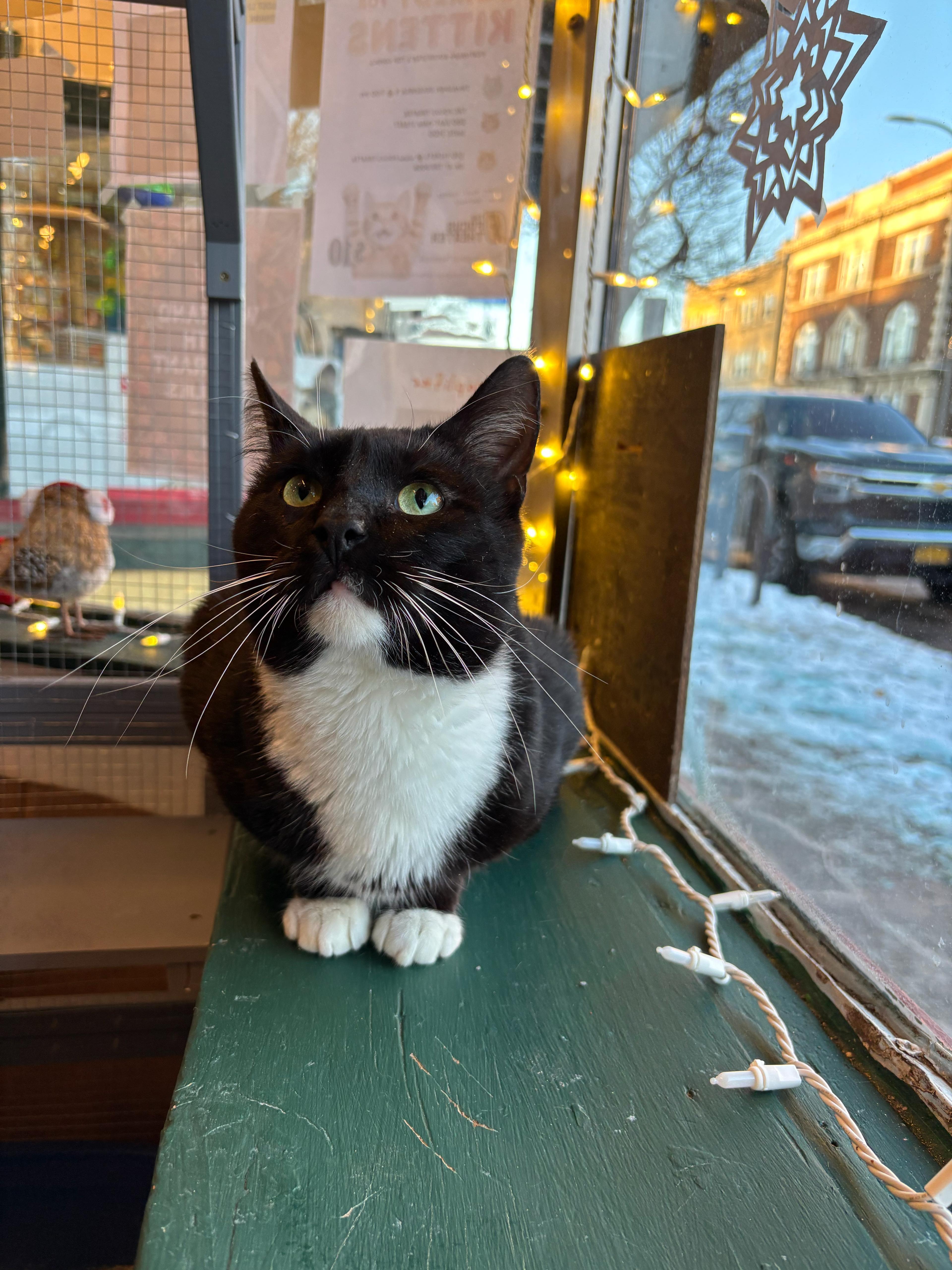 Enlarge Clifford, an adoptable Domestic Short Hair in Rochester, NY image 5/6