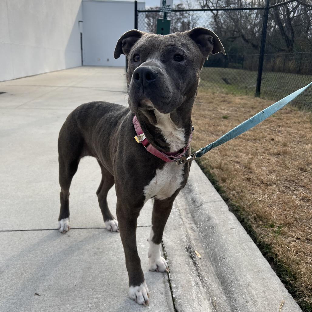 Enlarge Drizzilicious, a Adoptable Mixed Breed in Jacksonville, FL image 1/3