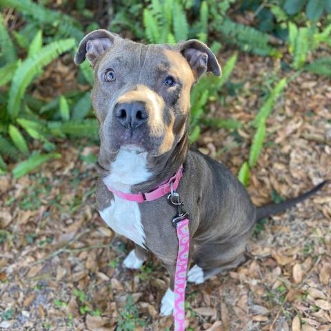 Enlarge Drizzilicious, a Adoptable Mixed Breed in Jacksonville, FL image 2/3