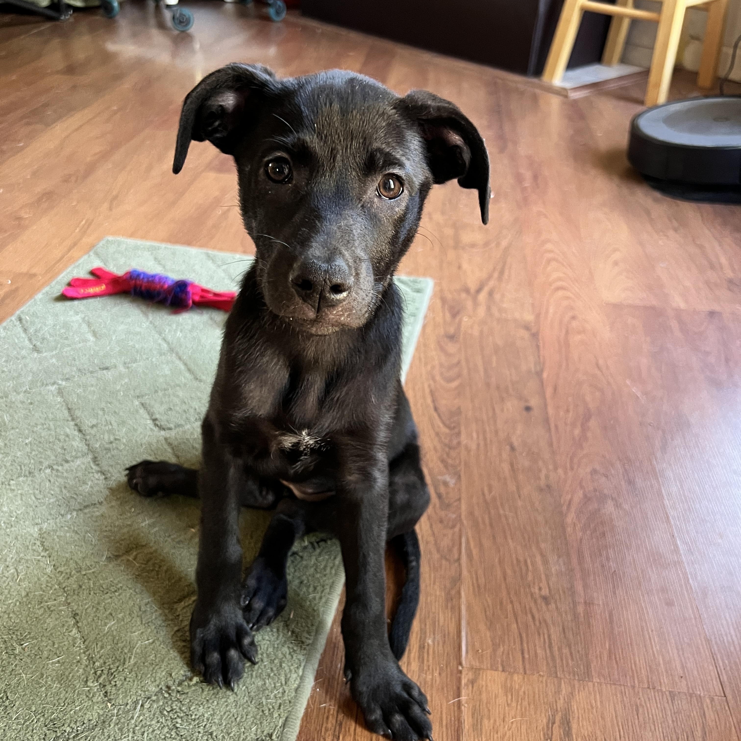 Enlarge Zuri, a Adoptable Mixed Breed in Memphis, TN image 2/4
