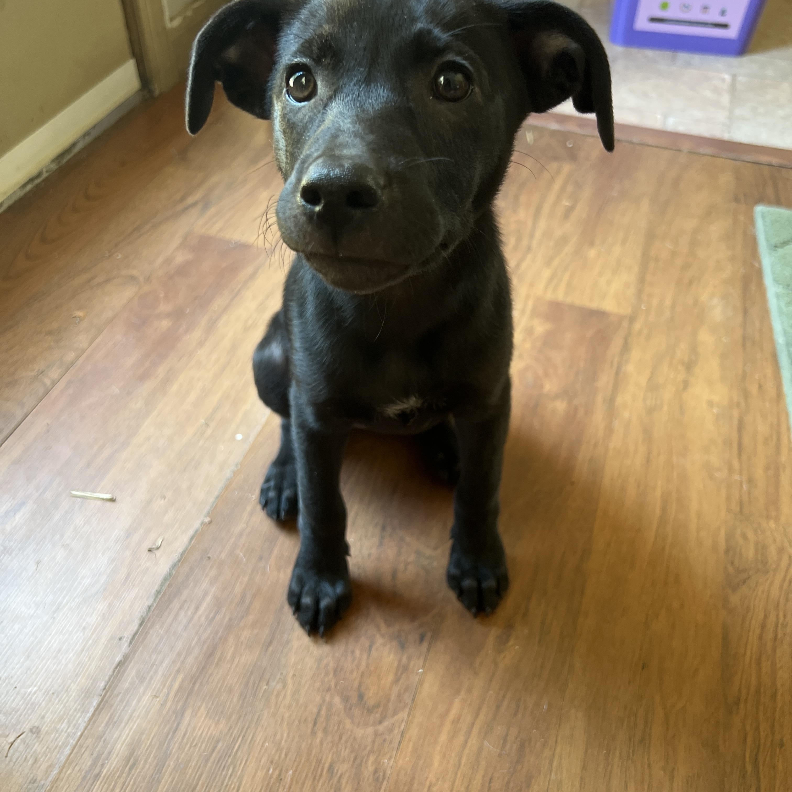 Enlarge Zuri, a Adoptable Mixed Breed in Memphis, TN image 4/4