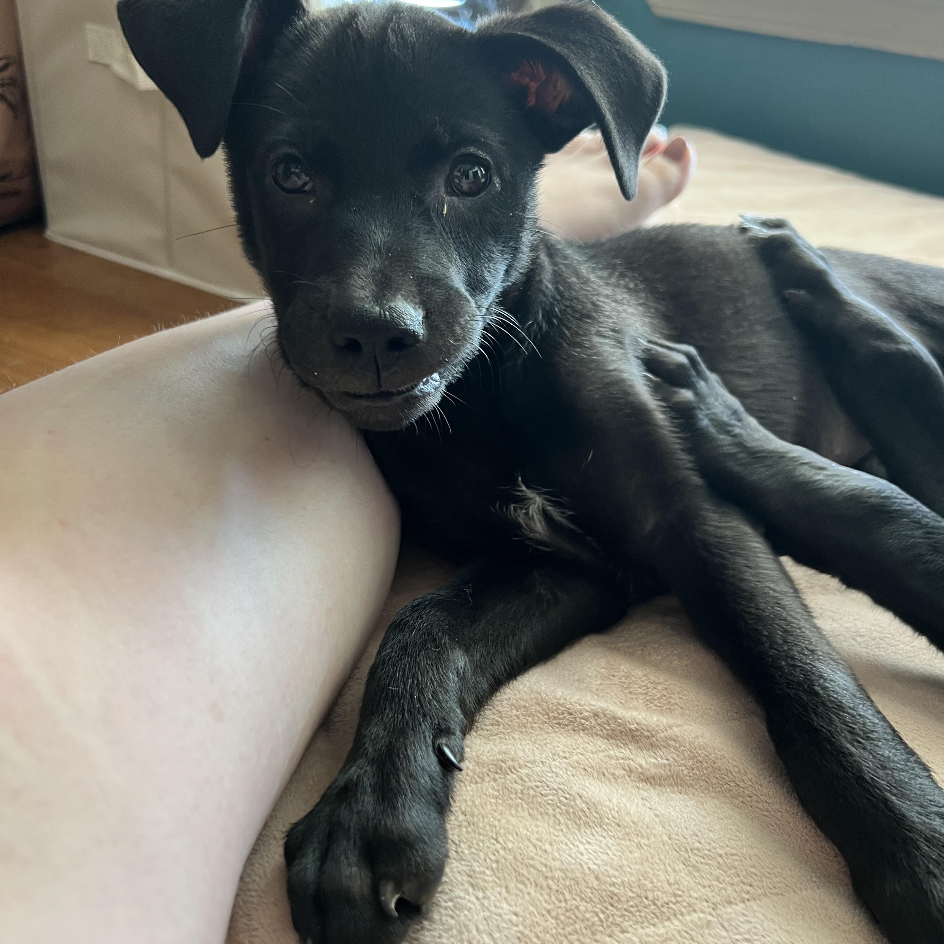 Zuri, Adoptable, Young Female Mixed Breed.