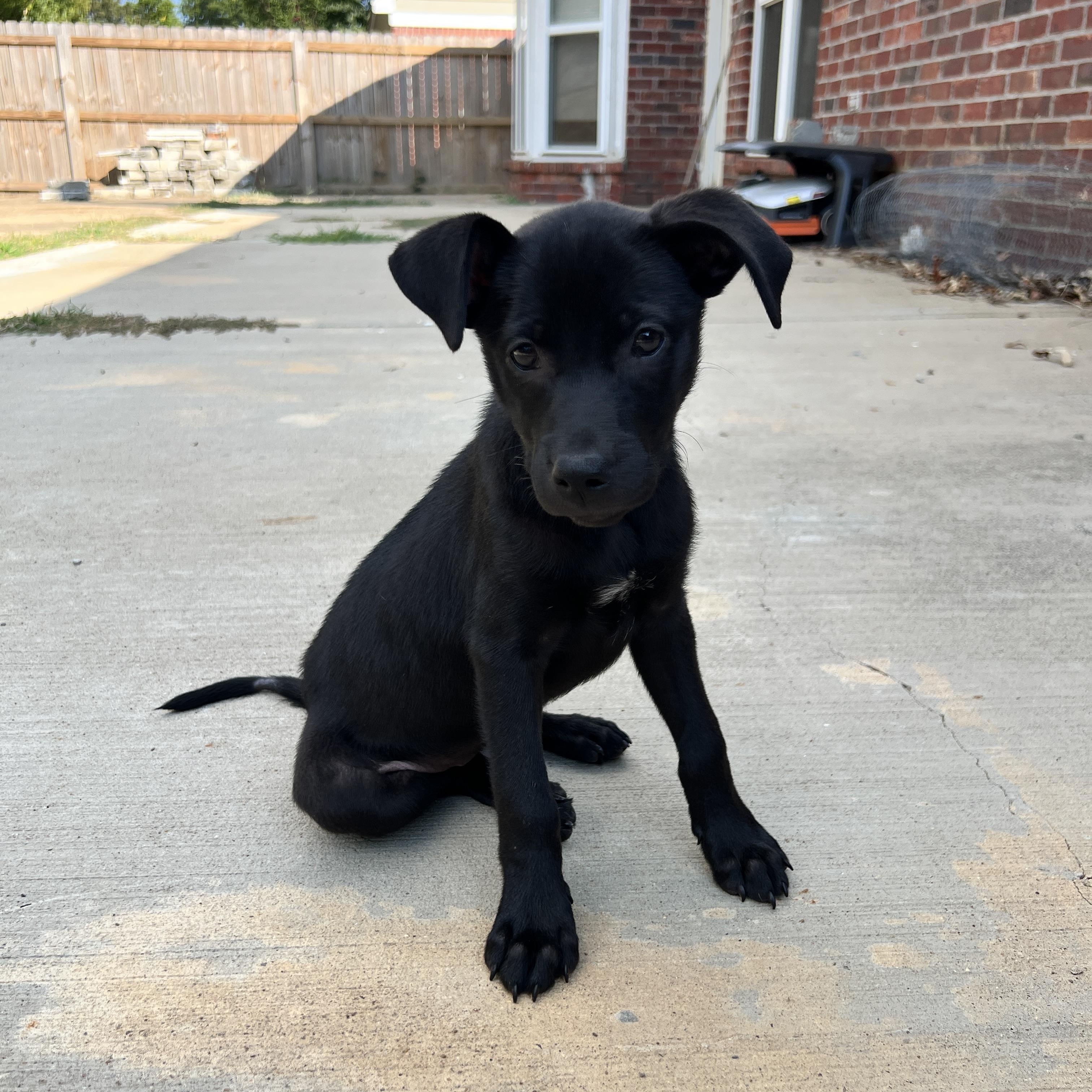 Enlarge Zuri, a Adoptable Mixed Breed in Memphis, TN image 3/4