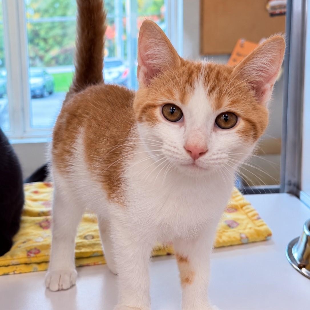Enlarge Tupaw, a Adopted Domestic Short Hair in Amsterdam, NY image 1/1