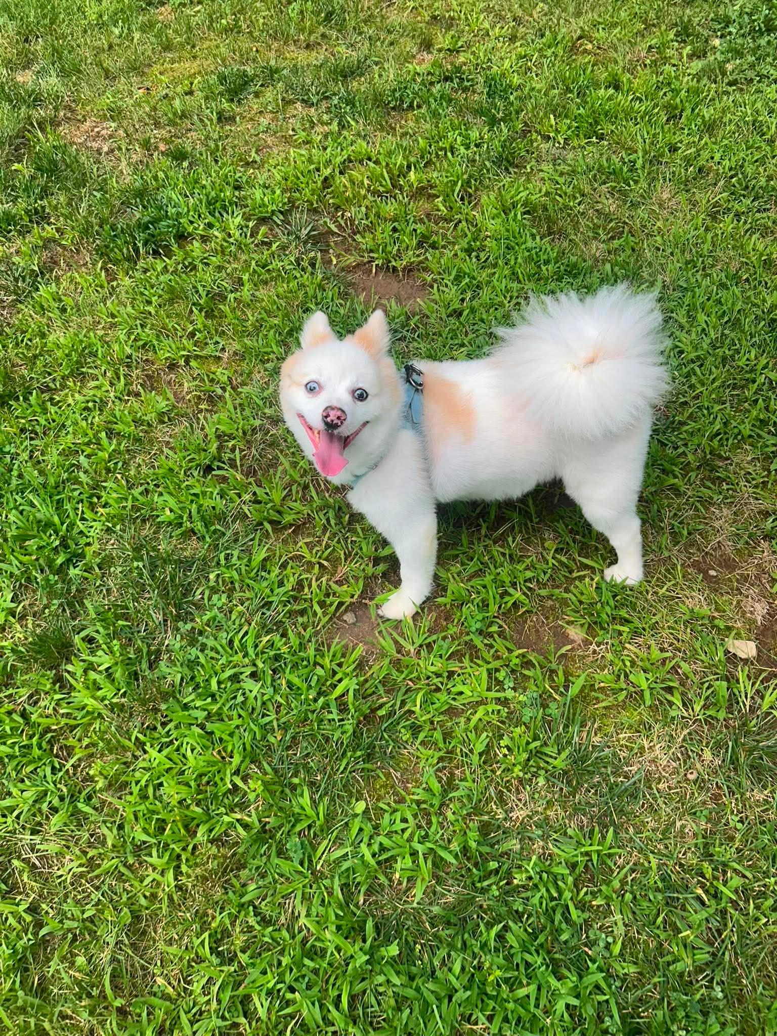 Enlarge Nipsey, a Adoptable mixed breed in North Haledon, NJ image 2/6