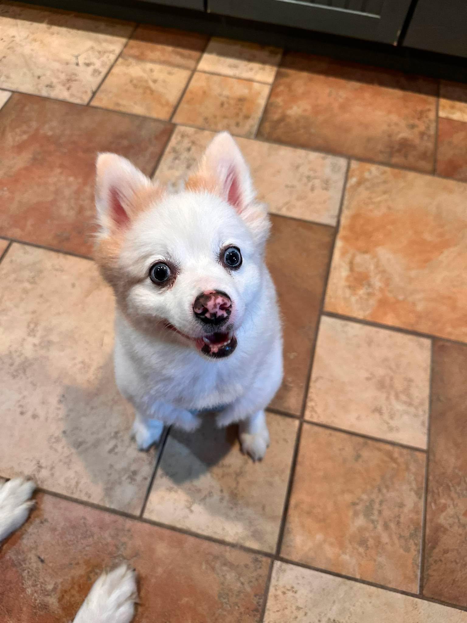 Enlarge Nipsey, a Adoptable mixed breed in North Haledon, NJ image 4/6