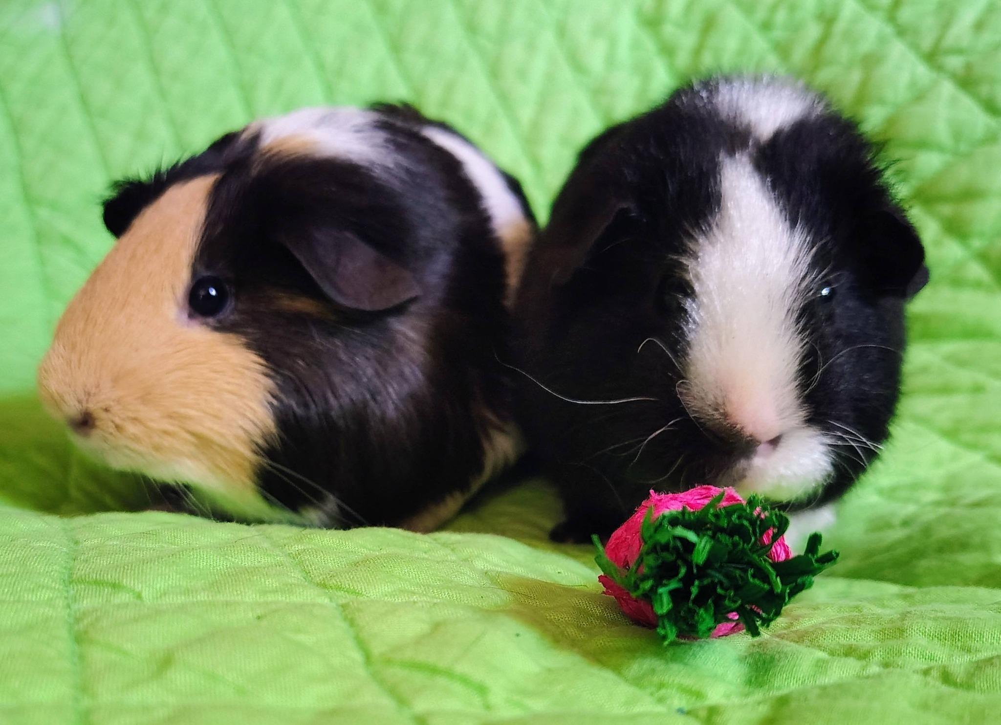 Aggie and Patty, an adopted Guinea Pig in Cocoa, FL image 2/2